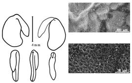  Cotyledon, embryo, and testa:  S. maccullochiana  F.J.H. von Mueller - embryo, cotyledons, and testa SEMs.
