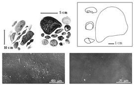  Fruit and seed:  S. simplex  (O.P. Swartz) C.P.J. Sprengel - testa SEMs;  S.  spp. - top left fruits, top center seeds.
