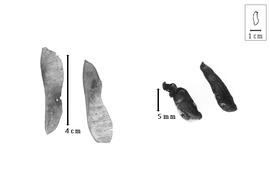  Fruit and seed:  S. fruticosa  C.P.J. Sprengel - fruits and seeds.
