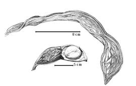  Fruit and seed:  S. borneensis  O. Stapf - top 1-seeded fruit, bottom 2-seeded fruit with seed in situ.
