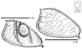  Fruit and seed:  T. gentii  Hutchinson & Greenway - left seed in situ, right fruit.
