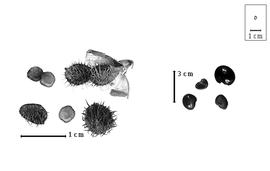  Fruit and seed:  T.  spp. - fruits, articles, and seeds.
