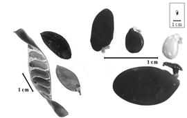  Fruit and seed:  T.  spp. - fruits (with and without calyx), valve, and seeds.
