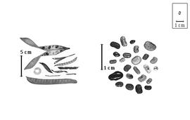  Fruit and seed:  T.  spp. - fruits and seeds.
