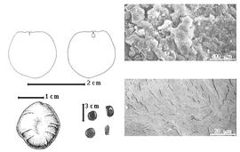  Seed, cotyledon, embryo, and testa:  T. africana  H.A.T. Harms - bottom far left seed topography, top left cotyledon notched and concealing radicle (L) and embryonic axis (R), bottom left center seeds, testa SEMs.
