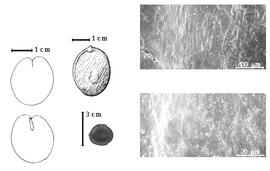  Seed, cotyledon, embryo, and testa:  T. tubmaniana  J.J.G. Léonard - top left center seed topography, bottom left center seed, far left cotyledon notched and split and concealing radicle (above) and embryonic axis (below), testa SEMs.
