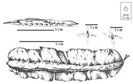  Fruit and seed:  T. tetrapter a (Schumacher & Thonning) P.H.W. Taubert - bottom fruit, top left longitudinal section of fruit through endocarp showing separate seed chambers, top right transverse section of fruit through seed chambers (left empty and right with seed in situ).
