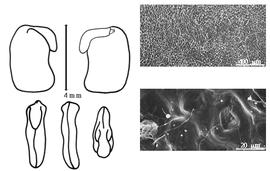  Cotyledon, embryo, and testa:  T. koordersii  (C.A. Backer) C.A. Backer - embryo, cotyledons, and testa SEMs.
