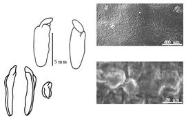  Cotyledon, embryo, and testa:  T. tipu  (G. Bentham) C.E.O. Kuntze - embryo, cotyledons, and testa SEMs.
