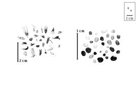  Fruit and seed:  T.  spp. - fruits (mostly within calyxes) and seeds.
