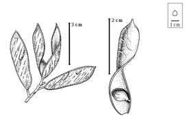  Fruit and seed:  U. listeriana  T.R. Sim - left fruit cluster with intact and dehisced fruits, right seed in situ.
