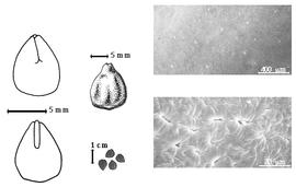  Seed, cotyledon, embryo, and testa:  U. listeriana  T.R. Sim - far left cotyledon auriculate and concealing all but radicle tip (above) and embryonic axis (below), top left center seed topography, bottom left center seeds, testa SEMs.
