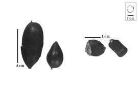  Fruit and seed:  U. tamarinoides  A. Dugand & R.C. Romero-Castañeda - fruits and seeds.
