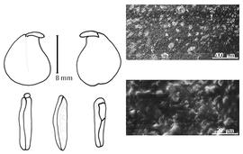  Cotyledon, embryo, and testa:  U. tamarinoides  A. Dugand & R.C. Romero-Castañeda - embryo, cotyledons, and testa SEMs.
