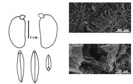  Cotyledon, embryo, and testa:  V. lundellii  (P.C. Standley) P.C. Standley - embryo, cotyledons, and endocarp SEMs.
