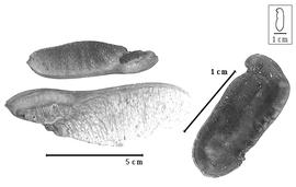  Fruit and seed:  V. speciosa  W.A. Ducke - fruits and seed.
