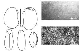  Cotyledon, embryo, and testa:  V. pseudolablab  (H.A.T. Harms) J.B. Gillett - embryo, cotyledons, and testa SEMs.
