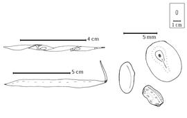  Fruit and seed:  V.  spp. - fruits and seeds (adapted from Du Puy et al. 1994).
