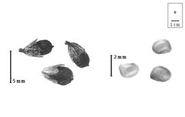  Fruit and seed:  V. juncea  (H.A. Schader) J.C. von Hoffmannsegg - fruits with calyx and seeds.
