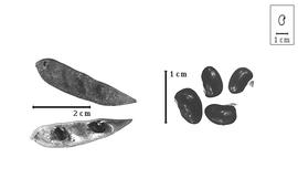  Fruit and seed:  V. oroboides  (B. Bergius) T.M. Salter - valves; V. spp. - seeds.
