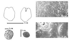  Seed, cotyledon, embryo, and testa:  V. americana  Sandwith - testa SEMs;  V. macropetala  Sandwith - bottom far left seed topography, bottom left center seed, top left cotyledon entire and concealing radicle (L) and embryonic axis (R).
