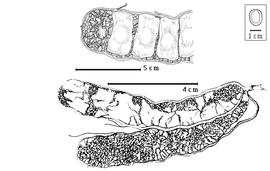  Fruit:  W. celebicum  S.H. Koorders - bottom dehiscent mesocarp with epicarp fragments, top partial mesocarp with 1-seeded endocarp segments.
