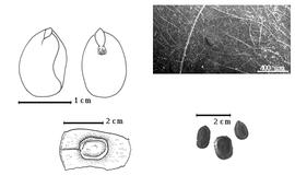  Seed, cotyledon, embryo, and testa:  W. celebicum  S.H. Koorders - top left folded cotyledon concealing all but tip of radicle (L) and embryonic axis (R), bottom left seed in situ, bottom right seeds, and testa SEM.
