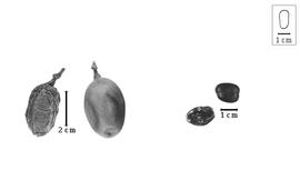  Fruit and seed:  X.  spp. - fruits and seeds.
