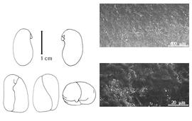  Cotyledon, embryo, and testa:  X. zambesiaca  (E.G. Baker) N. Dumaz-le-Grand - embryo, cotyledons, and testa SEMs.
