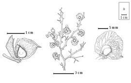  Fruit and seed:  X. viridiramis  (Burchell) P.H.W. Taubert - left seed in situ, center fruiting branch, right fruit.
