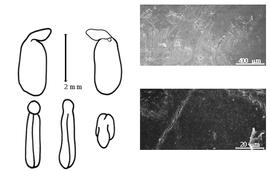  Cotyledon, embryo, and testa:  X. fruticosa  (C. Linnaeus) A.L. Schutte & B.-E. van Wyk - embryo, cotyledons, and testa SEMs.
