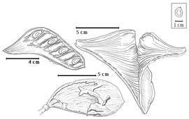  Fruit and seed:  X. hoffmannii  (Vatke) Drake - top left seeds in situ;  X. torreana  J.P.M. Brenan - bottom fruit with epicarp exfoliating from mesocarp;  X. xylocarpa  (W. Roxburgh) P.H.W. Taubert - top right dehiscent fruit.
