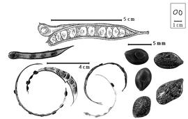  Fruit and seed:  Z. portoricensis  (N.J. von Jacquin) H.M. Hernández - top dehiscent fruit;  Z.  spp. - bottom left dehisced fruits, bottom right seeds.
