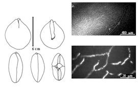  Cotyledon, embryo, and testa:  Z. formosa  (K.S. Kunth) H.M. Hernández - embryo, cotyledons, and testa SEMs.
