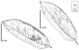  Fruit and seed:  Z. insignis  W.Y. Chun - left seed in situ, right fruit.
