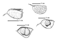  Fruit and seed:  Z. grotei  (H.A.T. Harms) J.J.G. Léonard - top fruit, bottom and right seeds in situ, left dehisced fruit.
