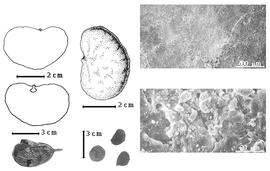  Seed, cotyledon, embryo, and testa:  Z. capparidacea  (P.H.W. Taubert) J.J.G. Léonard - top far left cotyledon notched and split and probably concealing radicle (above) and embryonic axis (below), top left center seed topography, testa SEMs;  Z. schliebenii  (H.A.T. Harms) J.J.G. Léonard - bottom far left seed in situ;  Z.  spp. - bottom left center seeds.
