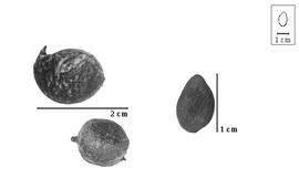  Fruit and seed:  Z. ilicifolia  (A.T. Brongniart) J.R.T. Vogel - right seed; Z. spp. - left fruits.
