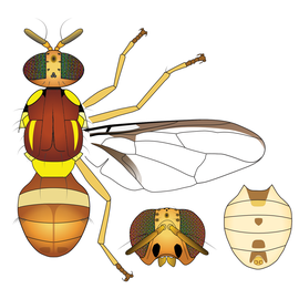 Scientific illustration of  B. aquilonis .