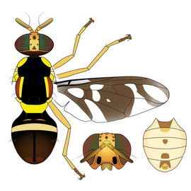  Scientific illustration of  B. speculifer .
