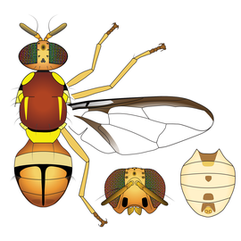 Scientific illustration of  B. erubescentis .