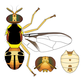  Scientific illustration of  B. facialis .
