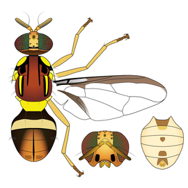 Scientific illustration of  B. melas .