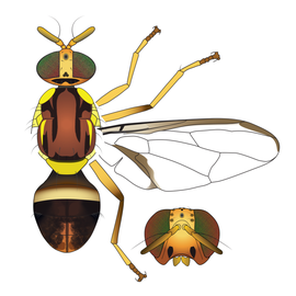 Scientific illustration of  B. neohumeralis .