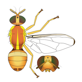 Scientific illustration of  B. neoxanthodes .