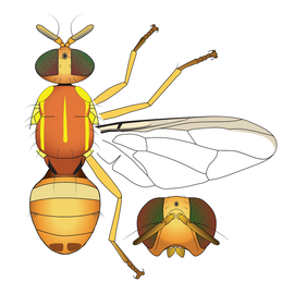 Scientific illustration of  B. paraxanthodes .