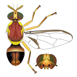 Scientific illustration of  B. tryoni .