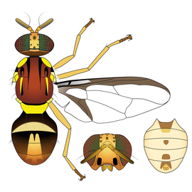 Scientific illustration of  B. ustulata .