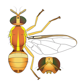 Scientific illustration of  B. xanthodes .