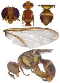  Photo plate of  B. aquilonis .
